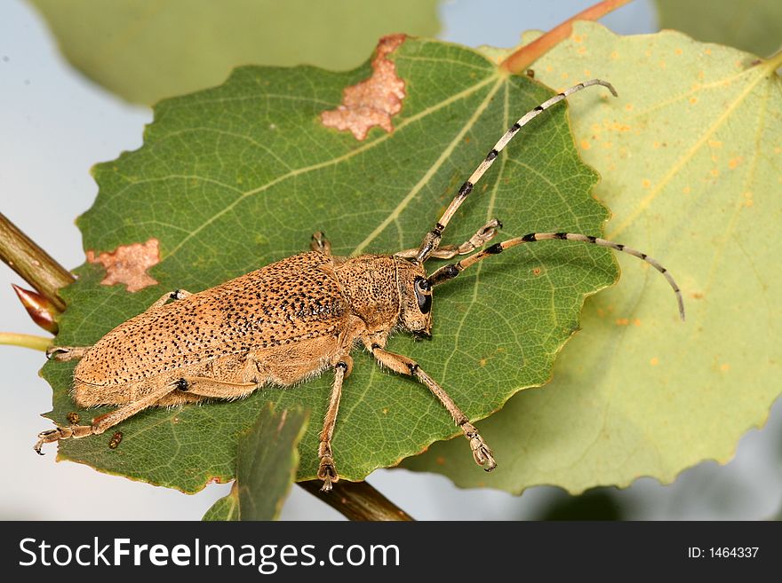 The long-horn beetle, Saperda carcharias, grazing on a poplar