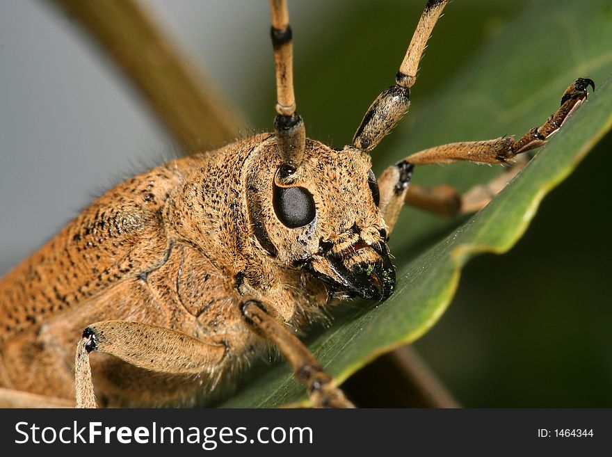 Portrait of the long-horn beetle, Saperda carcharias, grazing on a poplar. Portrait of the long-horn beetle, Saperda carcharias, grazing on a poplar