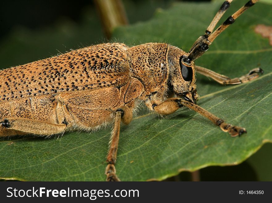 Close-up of the long-horn beetle, Saperda carcharias, grazing on a poplar. Close-up of the long-horn beetle, Saperda carcharias, grazing on a poplar