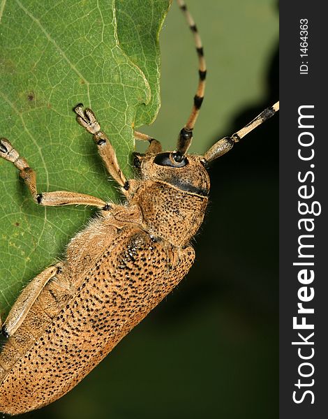 Saperda carcharias on poplar leaf