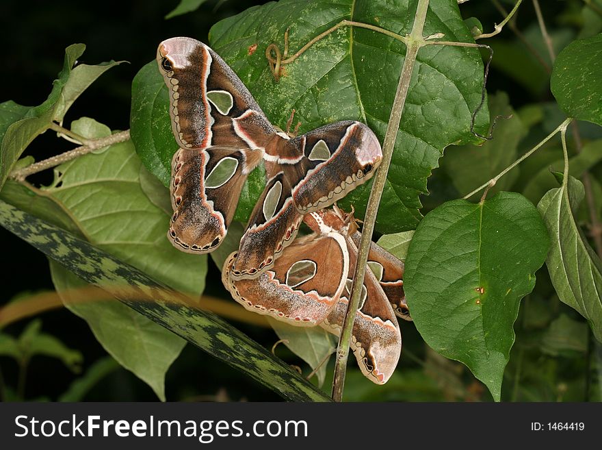 Two Rothschildia moths copulating (Venezuela)
