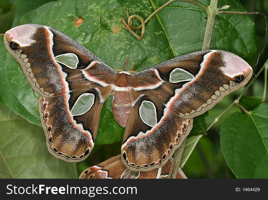 Rothschildia moths copulating on a leaf (Venezuela). Rothschildia moths copulating on a leaf (Venezuela)