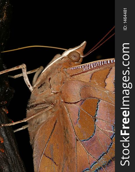 Tropical butterfly portrait during meal (Venezuela)