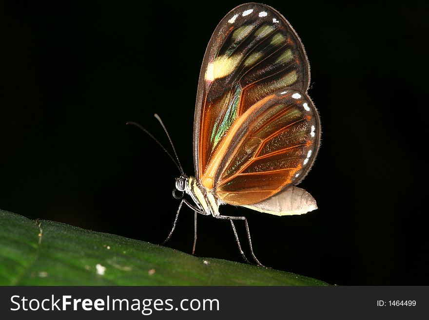 Tropical butterfly sitting on a leaf (Venezuela). Tropical butterfly sitting on a leaf (Venezuela)