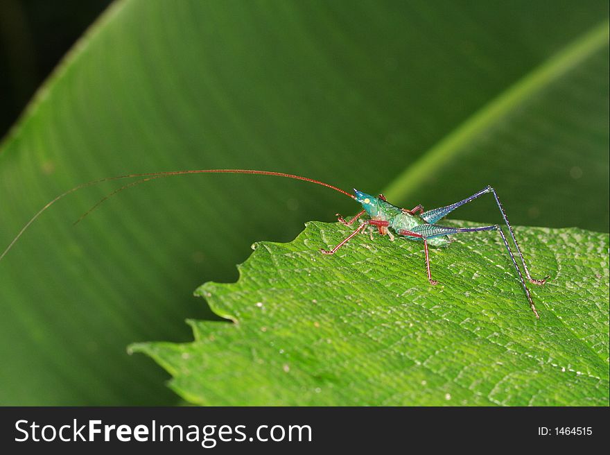 Tropical grasshopper with very long antennae