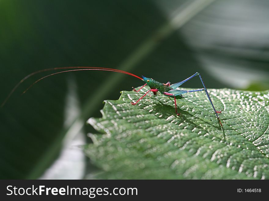 Tropical grasshopper ona a leaf (Venezuela). Tropical grasshopper ona a leaf (Venezuela)