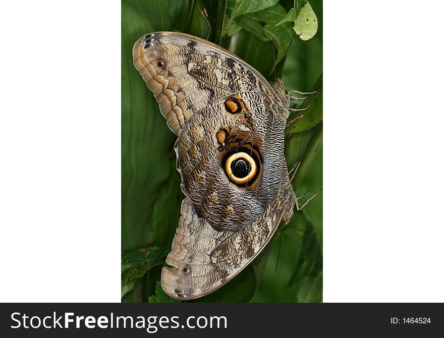 Tropical butterflies copulating