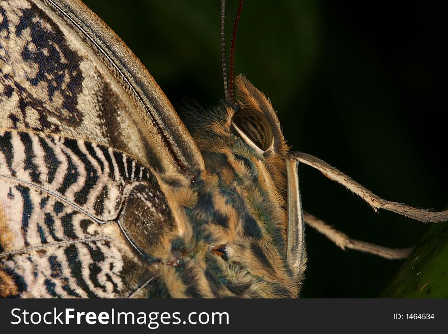 A close-up of a tropical butterfly (Venezuela). A close-up of a tropical butterfly (Venezuela)