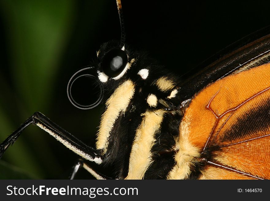 A close-up of a tropical butterfly (Venezuela). A close-up of a tropical butterfly (Venezuela)