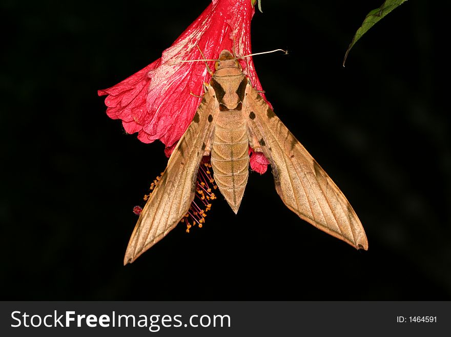 Hawk moth sitting on a red flower (Henri Pittier National Park, Venezuela)