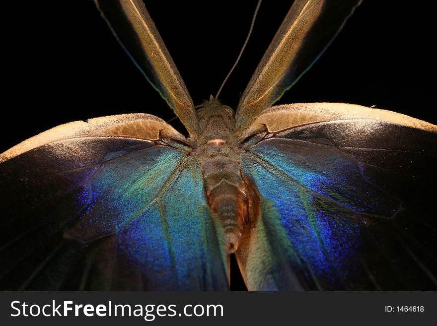 Flying tropical butterfly - closup (Henri Pittier National Park, Venezuela)