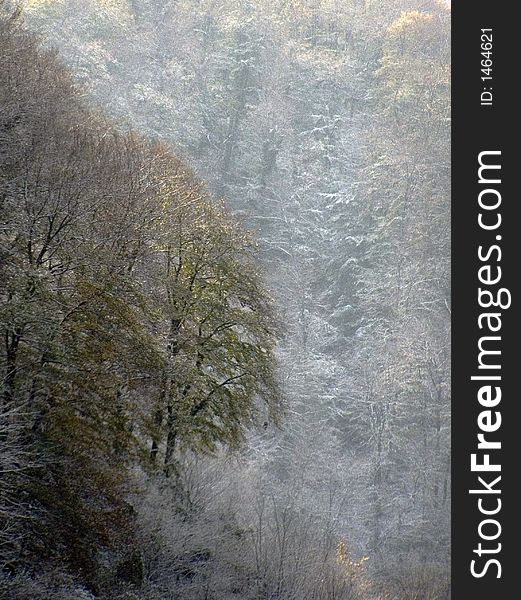 Light snowfall in the autumn colored forest. Light snowfall in the autumn colored forest