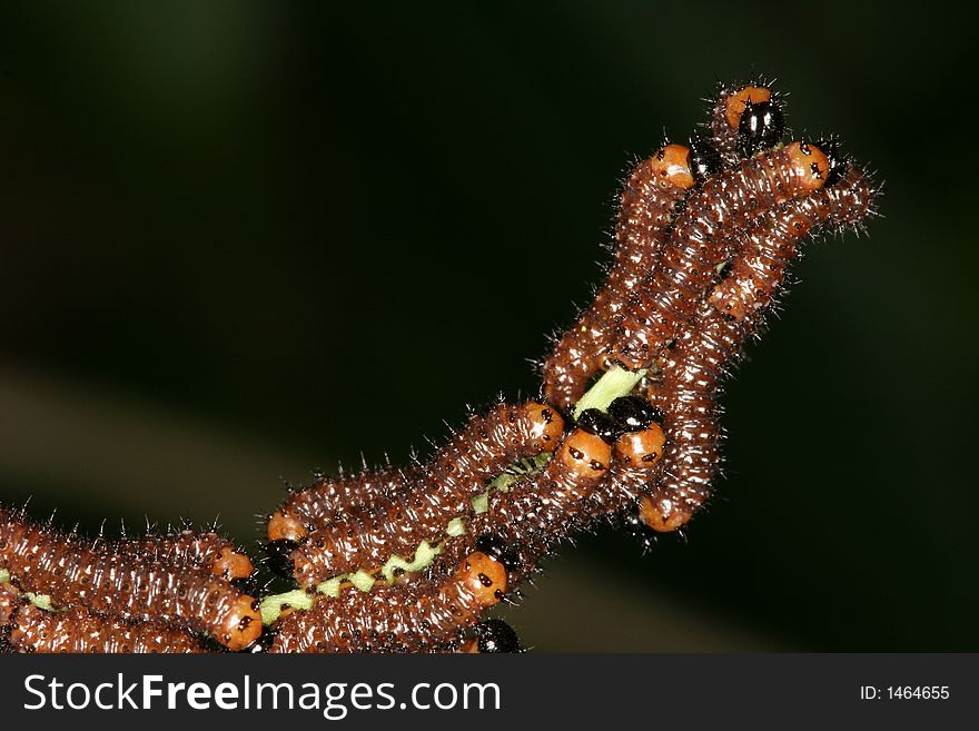 Caterpillars on a stalk - closeup (Henri Pittier National Park, Venezuela). Caterpillars on a stalk - closeup (Henri Pittier National Park, Venezuela)