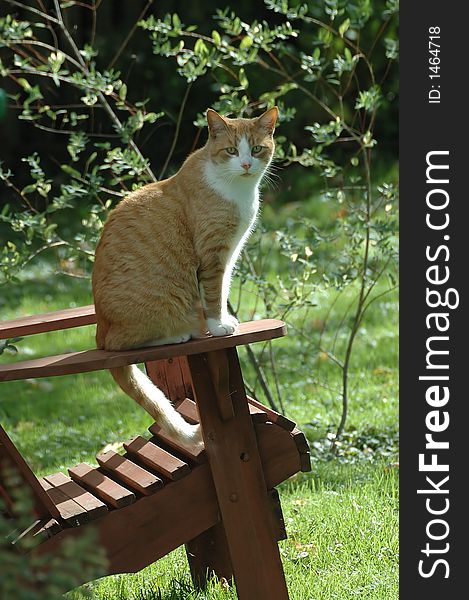A cat sits on the arm of an adirondack chair. A cat sits on the arm of an adirondack chair