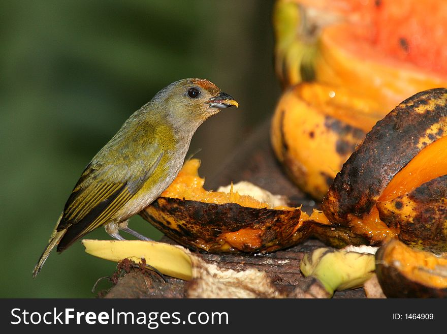 Tropical bird eating papaya (Henri Pittier National Park, Venezuela). Tropical bird eating papaya (Henri Pittier National Park, Venezuela)