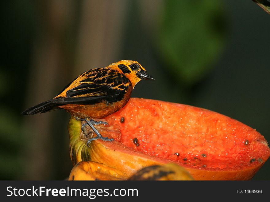Tropical Bird On Papaya