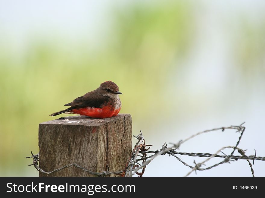 Tropical bird sitting on a pole (Los Llanos, Venezuela). Tropical bird sitting on a pole (Los Llanos, Venezuela)