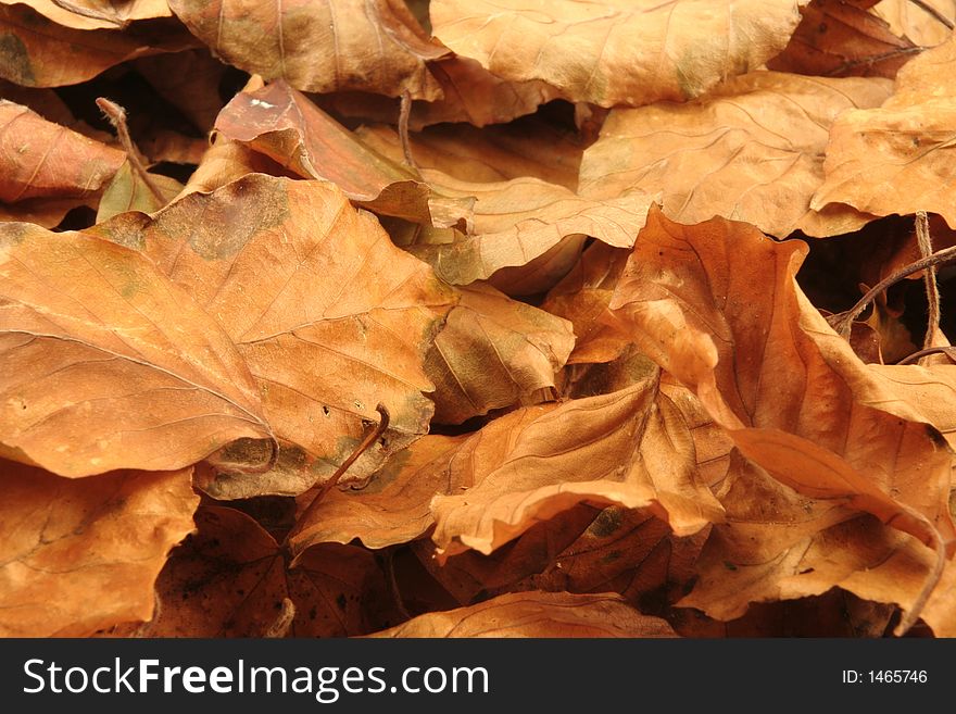 Close up of autumn leaves