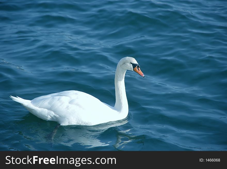 A white swan alone in choppy waters