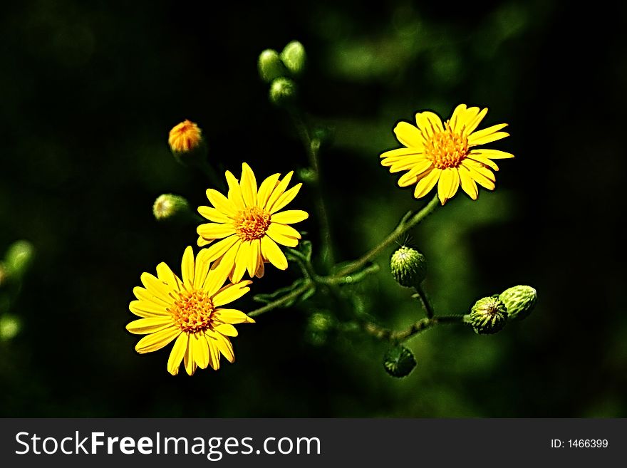 Three yellow wildflowers glowing like the sun with surrounding buds simulating planets. Three yellow wildflowers glowing like the sun with surrounding buds simulating planets
