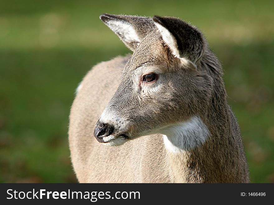 A deer stands in the park. A deer stands in the park.