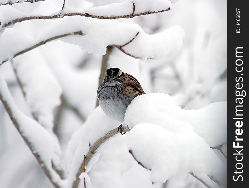 Sparrow looking for food after a heavy snow storm. Sparrow looking for food after a heavy snow storm