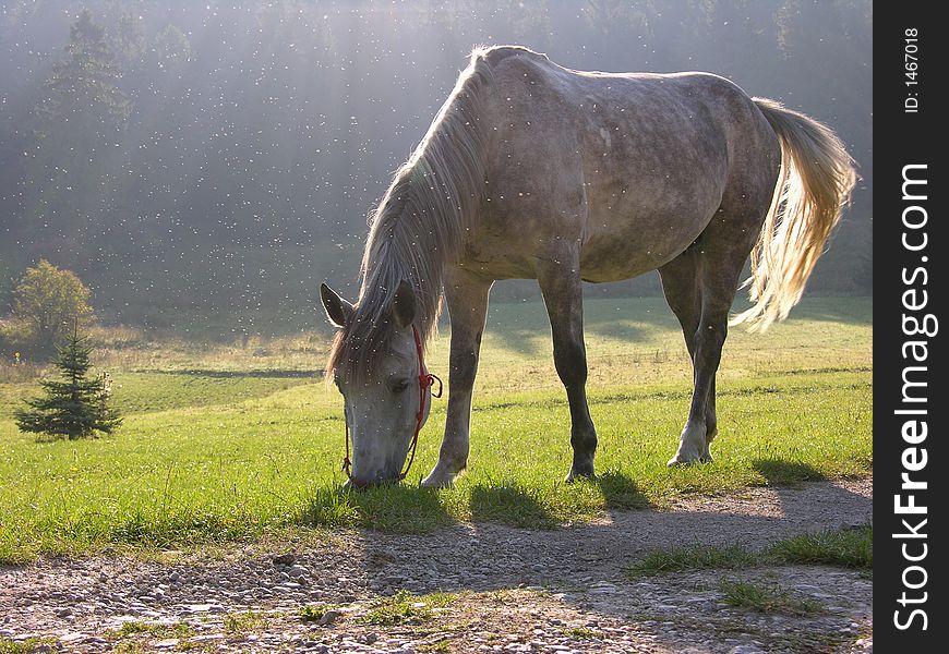 Eating horse in first snow