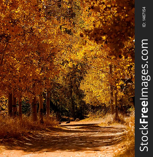 Beautiful fall Colors in Aspen grove. Beautiful fall Colors in Aspen grove