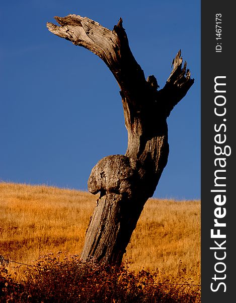 Dead tree stump in California grassland