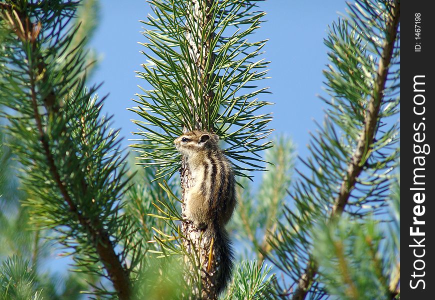 A little baby chipmunk on a tree