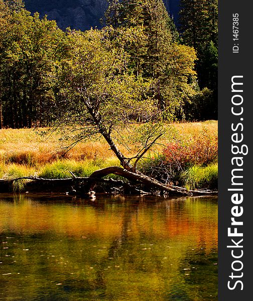 Beautiful Merced River Flows Through Yosemite. Beautiful Merced River Flows Through Yosemite