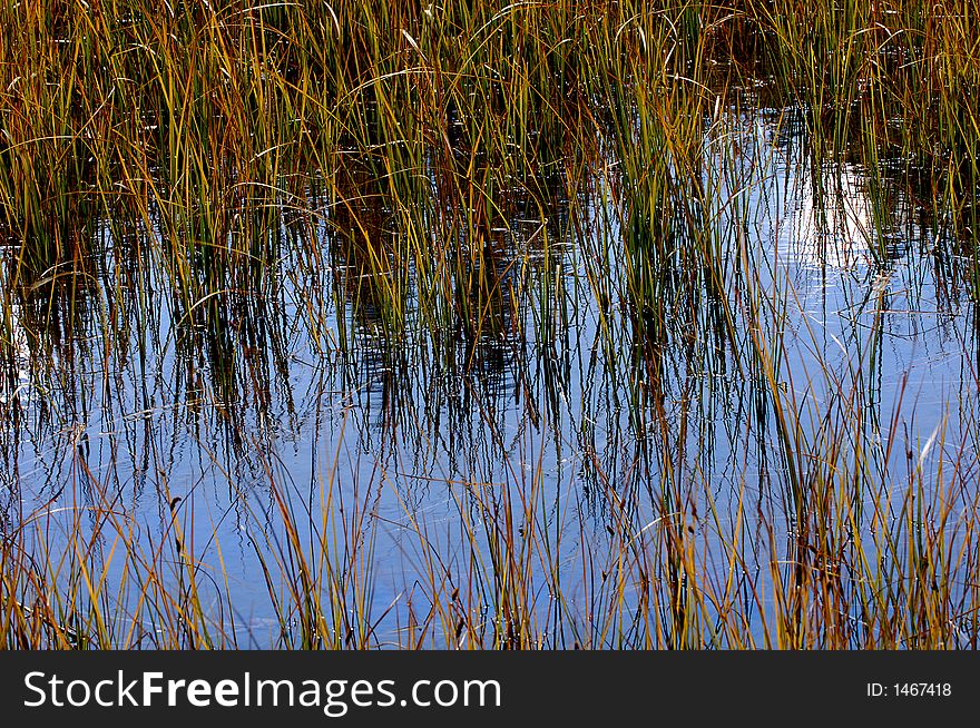 Grasses reflecting in the merced river, Yosemite. Grasses reflecting in the merced river, Yosemite