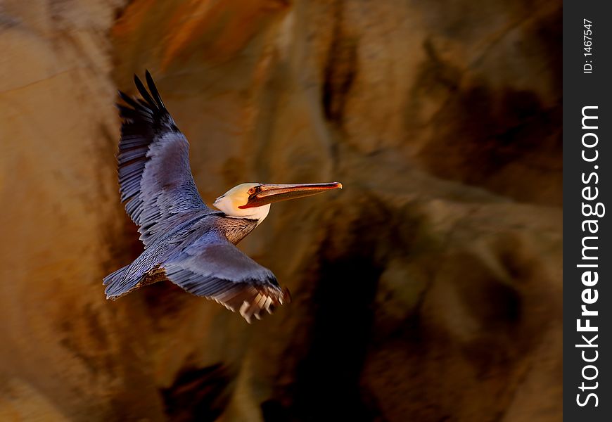 Beautiful White pelican in california. Beautiful White pelican in california