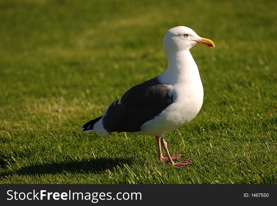 Seagull on Grass in california. Seagull on Grass in california