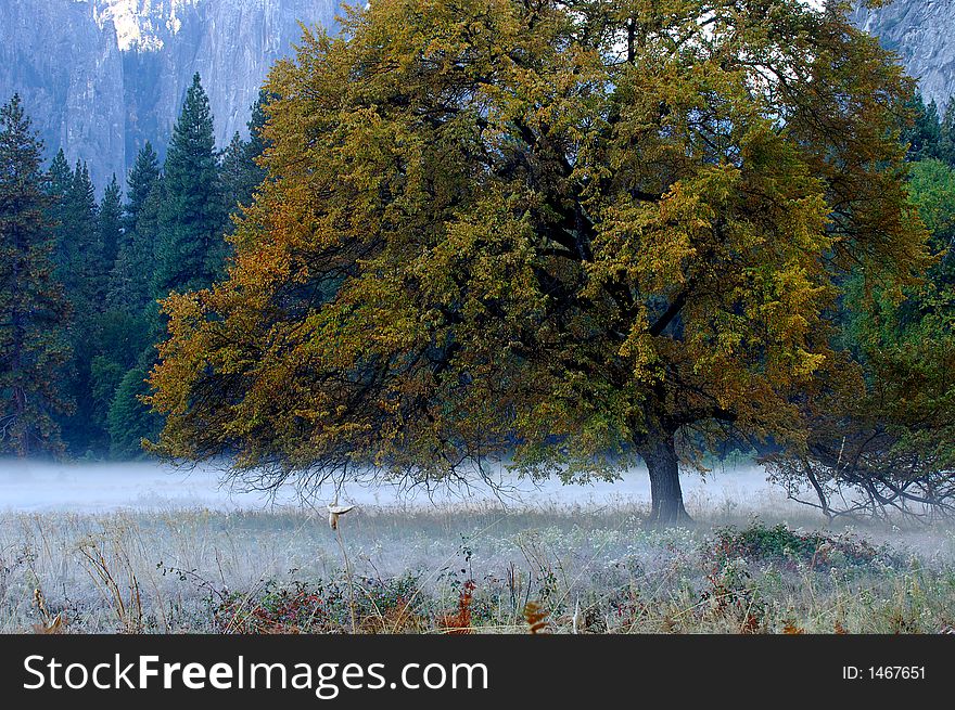 Very cold foggy morning in yosemite. Very cold foggy morning in yosemite