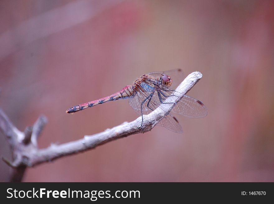 Close up dragonfly on the branch. Close up dragonfly on the branch.