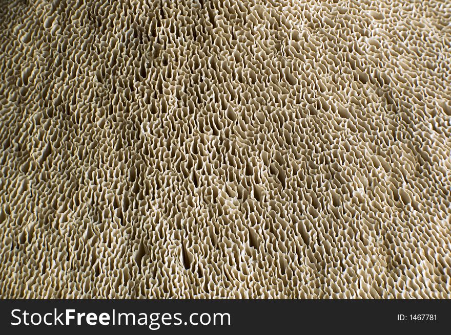 Close up shoot of a tree mushroom