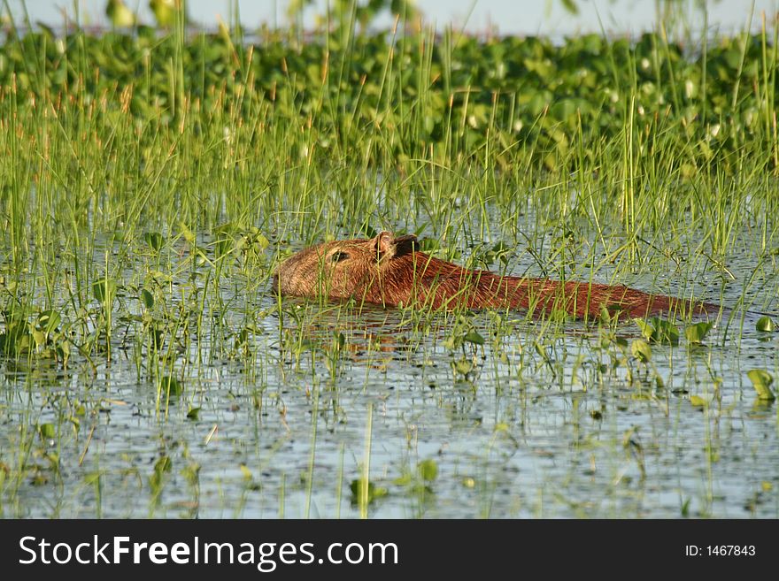 Capybara in marshes of Los Llanos (Venezuela)