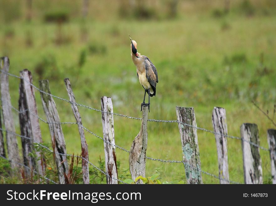 Bird On A Fence