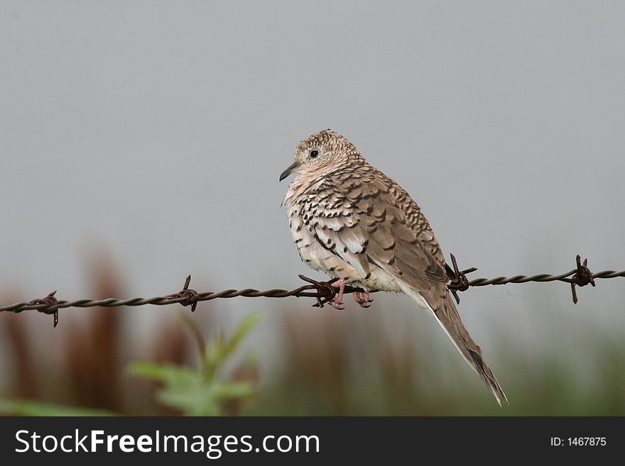 Bird on barbed wire