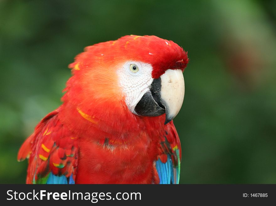 Portrait of a Scarlet Macaw