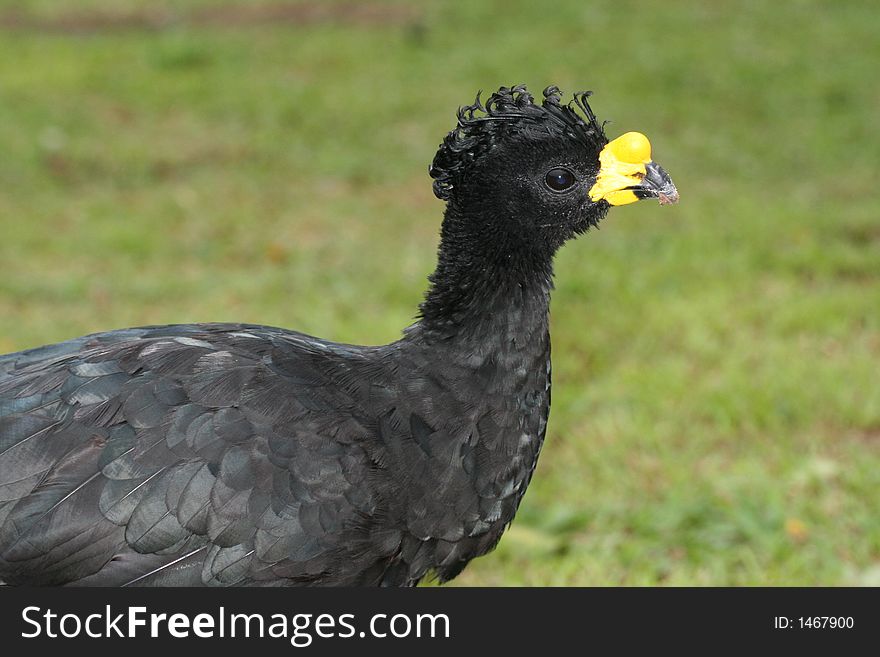 Black bird's portrait