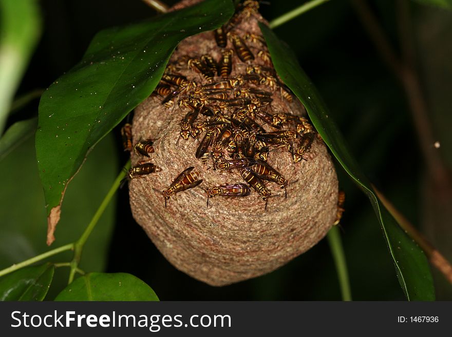 Wasps taking care of their nest (Venezuela). Wasps taking care of their nest (Venezuela)