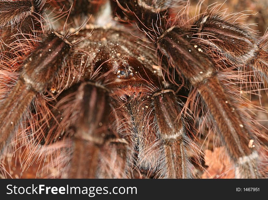 Large Spider Closeup