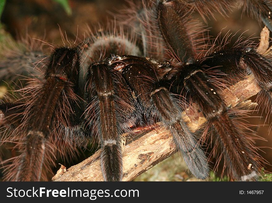 Mygalomorphae spider from sothern Venezuela. Mygalomorphae spider from sothern Venezuela