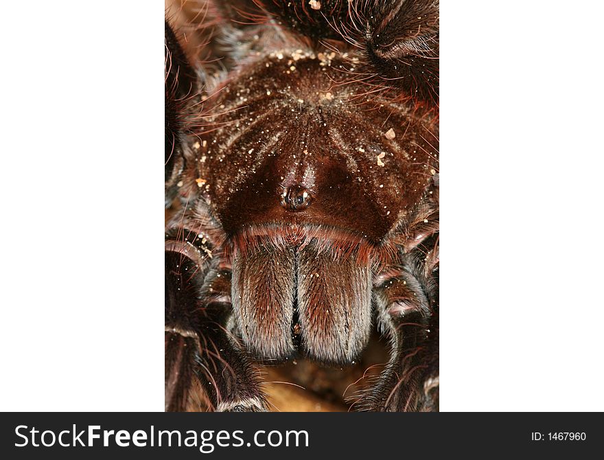 Large Spider S Chelicerae