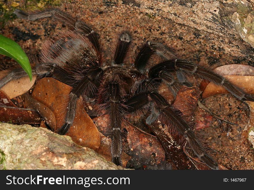 Mygalomorphae spider from sothern Venezuela
