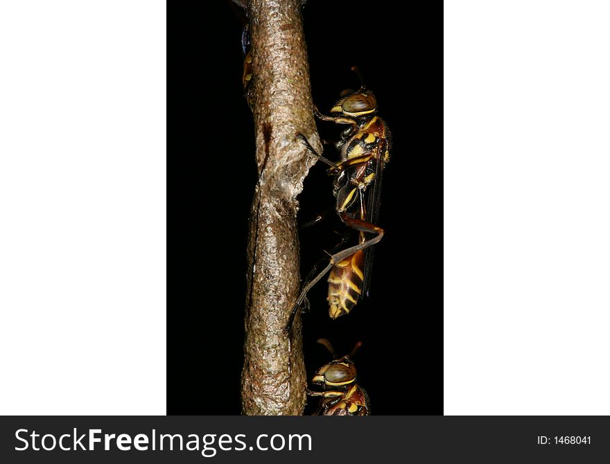 Wasps guarding their nest (Venezuela). Wasps guarding their nest (Venezuela)