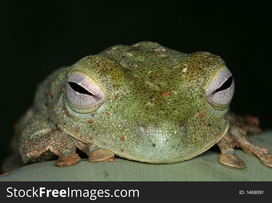 Portrait of a green tree frog (Venezuela, Orinoco lowlands). Portrait of a green tree frog (Venezuela, Orinoco lowlands)