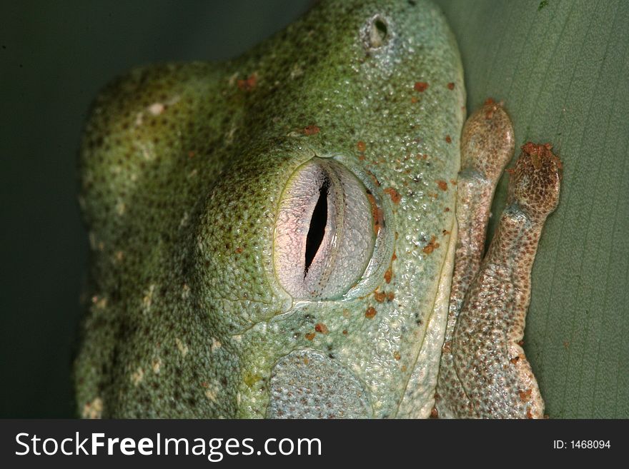 Closeyp of the eye of a green tree frog (Venezuela, Orinoco lowlands). Closeyp of the eye of a green tree frog (Venezuela, Orinoco lowlands)